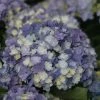 Hortensia - Hydrangea Macrophylla You And Me Tea Time Together -Promesse de fleurs Boutique Hydrangea macro Tea Time Together 0561002 1