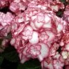 Hortensia - Hydrangea Macrophylla Miss Saori -Promesse de fleurs Boutique Hydrangea macrophilla Miss Saori 78218 1
