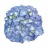 Hortensia - Hydrangea Macrophylla Bela -Promesse de fleurs Boutique Hydrangea macrophylla Bela 82566 1