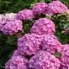 Hortensia - Hydrangea Macrophylla Benelux (rose) -Promesse de fleurs Boutique Hydrangea macrophylla Benelux rose 85238 1