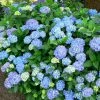 Hortensia - Hydrangea Macrophylla Blauer Prinz -Promesse de fleurs Boutique Hydrangea macrophylla Blauer Prinz 100032 1