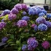 Hortensia - Hydrangea Macrophylla Blauer Zwerg 2 Hortensia - Hydrangea Macrophylla Blauer Zwerg -Promesse de fleurs Boutique Hydrangea macrophylla Blauer Zwerg 88323 1