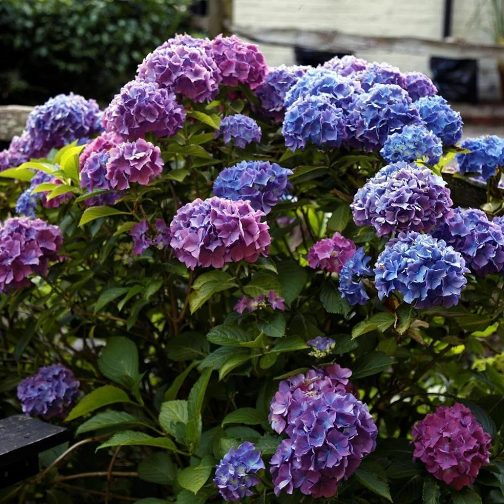 Hortensia - Hydrangea Macrophylla Blauer Zwerg 3 Hortensia - Hydrangea Macrophylla Blauer Zwerg