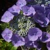 Hortensia - Hydrangea Macrophylla Blaumeise -Promesse de fleurs Boutique Hydrangea macrophylla Blaumeise 85453 1 1