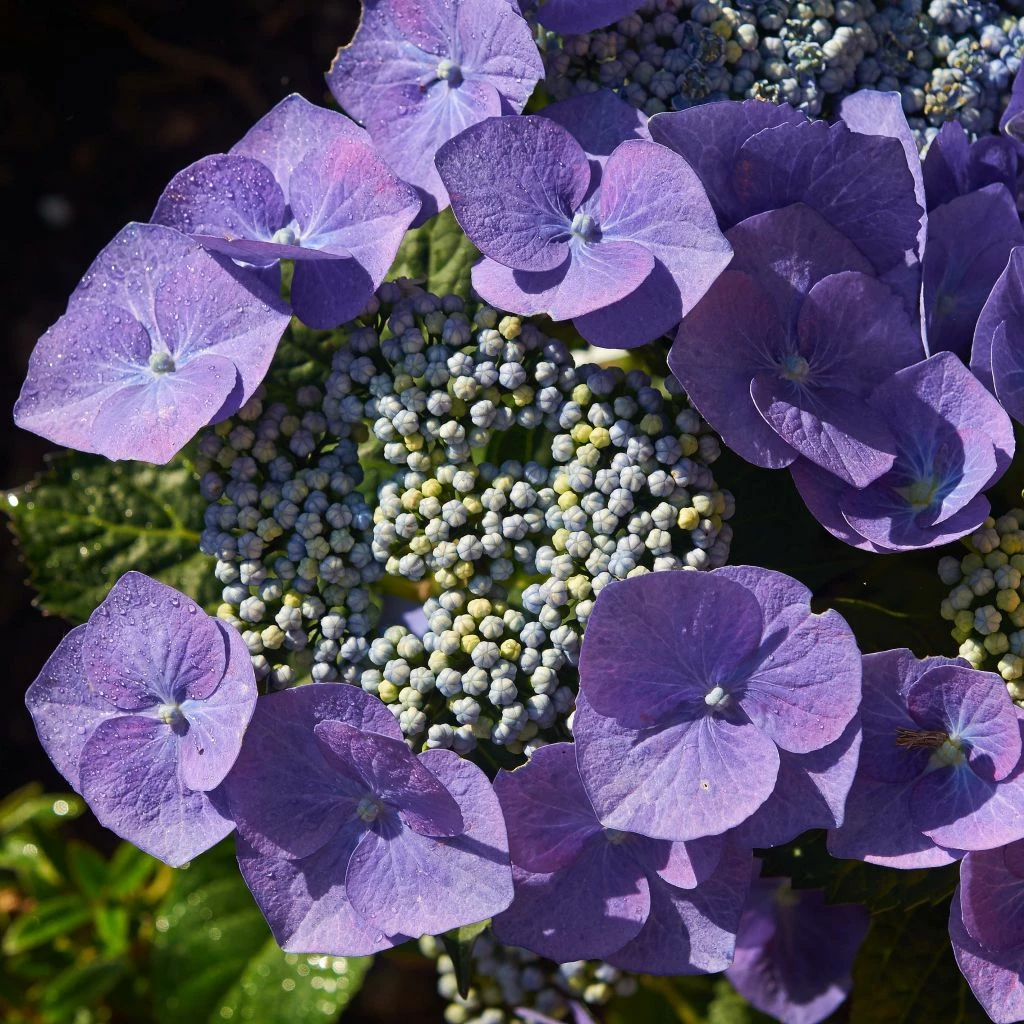 Hortensia - Hydrangea Macrophylla Blaumeise 3 Hortensia - Hydrangea Macrophylla Blaumeise