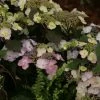 Hortensia - Hydrangea Macrophylla Blueberry Cheesecake -Promesse de fleurs Boutique Hydrangea macrophylla Blueberry Cheesecake 81576 1