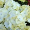 Hortensia - Hydrangea Macrophylla Caipirinha -Promesse de fleurs Boutique Hydrangea macrophylla Caipirinha 85449 1 1