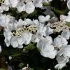 Hortensia - Hydrangea Macrophylla Choco Chic -Promesse de fleurs Boutique Hydrangea macrophylla Choco Chic 82565 1