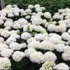 Hortensia - Hydrangea Macrophylla Choco Pur -Promesse de fleurs Boutique Hydrangea macrophylla Choco Pur 82739 1 1