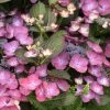 Hortensia - Hydrangea Macrophylla Dark Angel Purple (Black Diamonds) 1 Hortensia - Hydrangea Macrophylla Dark Angel Purple (Black Diamonds) -Promesse de fleurs Boutique Hydrangea macrophylla Dark Angel Purple 83181 1