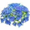 Hortensia - Hydrangea Macrophylla Early Blue 2 Hortensia - Hydrangea Macrophylla Early Blue -Promesse de fleurs Boutique Hydrangea macrophylla Early Blue 82740 1 1
