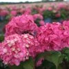 Hortensia - Hydrangea Macrophylla Endless Summer Bloomstar -Promesse de fleurs Boutique Hydrangea macrophylla Endless Summer Bloomstar 81412 1