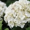 Hortensia - Hydrangea Macrophylla Endless Summer The Bride -Promesse de fleurs Boutique Hydrangea macrophylla Endless Summer The Bride 85486 1 1
