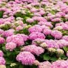 Hortensia - Hydrangea Macrophylla Endless Summer The Original (Rose) 1 Hortensia - Hydrangea Macrophylla Endless Summer The Original (Rose) -Promesse de fleurs Boutique Hydrangea macrophylla Endless Summer The Original rose 85448 1