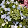 Hortensia - Hydrangea Macrophylla Fireworks Blue -Promesse de fleurs Boutique Hydrangea macrophylla Fireworks Blue 83184 1