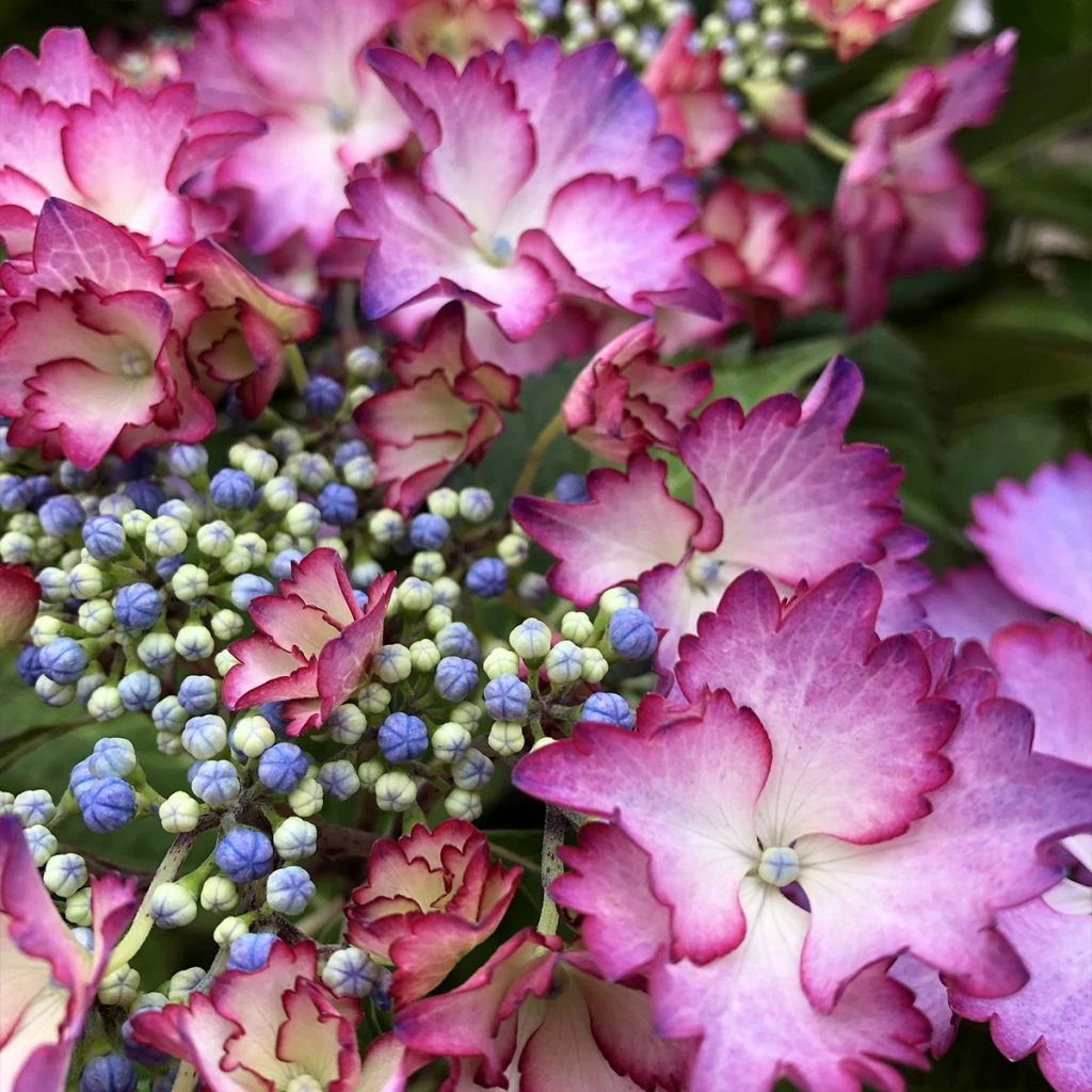 Hortensia - Hydrangea Macrophylla French Cancan 3 Hortensia - Hydrangea Macrophylla French Cancan