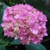 Hortensia - Hydrangea Macrophylla La Marne -Promesse de fleurs Boutique Hydrangea macrophylla La Marne 85454 1 1