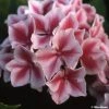 Hortensia - Hydrangea Macrophylla Lady Nobuko -Promesse de fleurs Boutique Hydrangea macrophylla Lady Nobuko 781682 1