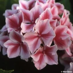 Hortensia - Hydrangea Macrophylla Lady Nobuko