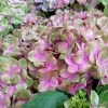 Hortensia - Hydrangea Macrophylla Magical Amethyst -Promesse de fleurs Boutique Hydrangea macrophylla Magical Amethyst 78223 1 1 1