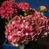 Hortensia - Hydrangea Macrophylla Magical Crimson -Promesse de fleurs Boutique Hydrangea macrophylla Magical Crimson 81578 1