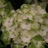 Hortensia - Hydrangea Macrophylla Magical Noblesse -Promesse de fleurs Boutique Hydrangea macrophylla Magical Noblesse 81585 1