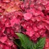 Hortensia - Hydrangea Macrophylla Magical Ruby Tuesday -Promesse de fleurs Boutique Hydrangea macrophylla Magical Ruby Tuesday 81577 1