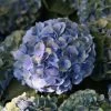 Hortensia Macrophylla Mathilde Gutges -Promesse de fleurs Boutique Hydrangea macrophylla Mathilde Gutges 85455 1 1