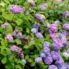 Hortensia - Hydrangea Macrophylla Nigra -Promesse de fleurs Boutique Hydrangea macrophylla Nigra 85023 1