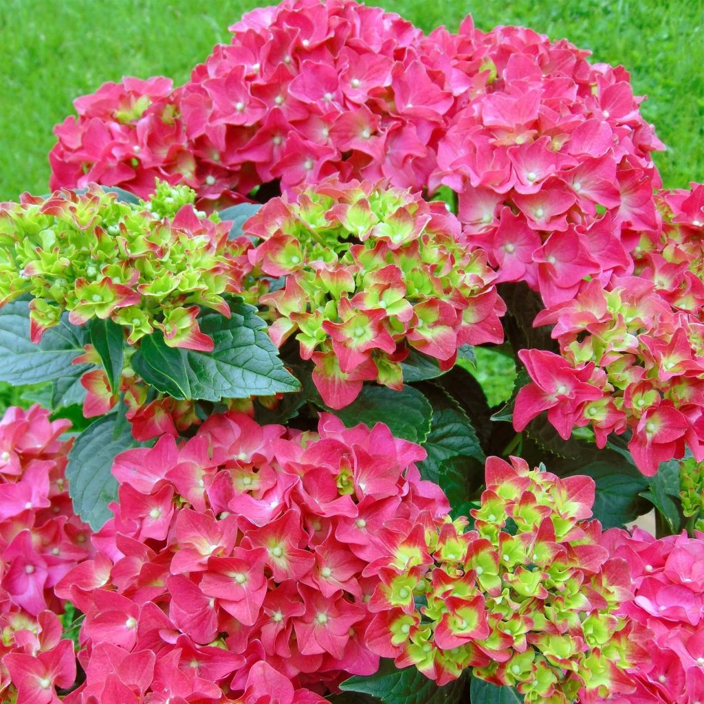 Hortensia - Hydrangea Macrophylla Red Reggae (Music Collection) 3 Hortensia - Hydrangea Macrophylla Red Reggae (Music Collection)