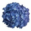Hortensia - Hydrangea Macrophylla Renate Steiniger -Promesse de fleurs Boutique Hydrangea macrophylla Renate Steiniger 82738 1 1