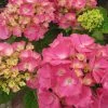 Hortensia - Hydrangea Macrophylla Rosita -Promesse de fleurs Boutique Hydrangea macrophylla Rosita 82568 1
