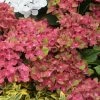 Hortensia - Hydrangea Macrophylla Schloss Wackerbarth -Promesse de fleurs Boutique Hydrangea macrophylla Schloss Wackerbarth 82743 1 1