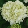 Hortensia - Hydrangea Macrophylla Sœur Thérèse -Promesse de fleurs Boutique Hydrangea macrophylla Soeur Therese 82569 1