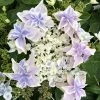 Hortensia - Hydrangea Macrophylla Stargazer -Promesse de fleurs Boutique Hydrangea macrophylla Stargazer copyright 554002 1