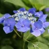 Hortensia Macrophylla Teller Blue -Promesse de fleurs Boutique Hydrangea macrophylla Teller Blue copyright 1000532 1