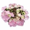 Hortensia - Hydrangea Macrophylla Messalina -Promesse de fleurs Boutique Hydrangea macrophylla Teller Messalina 82751 1