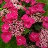 Hortensia Macrophylla Teller Red 1 Hortensia Macrophylla Teller Red -Promesse de fleurs Boutique Hydrangea macrophylla Teller Red copyright 1000552 1