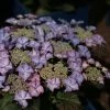 Hortensia - Hydrangea Macrophylla Tiffany -Promesse de fleurs Boutique Hydrangea macrophylla Tiffany 81593 1 1