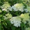 Hydrangea Paniculata Bombshell - Hortensia Paniculé