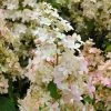 Hydrangea Paniculata Confetti - Hortensia Paniculé -Promesse de fleurs Boutique Hydrangea paniculata Confetti copyright 17707 1