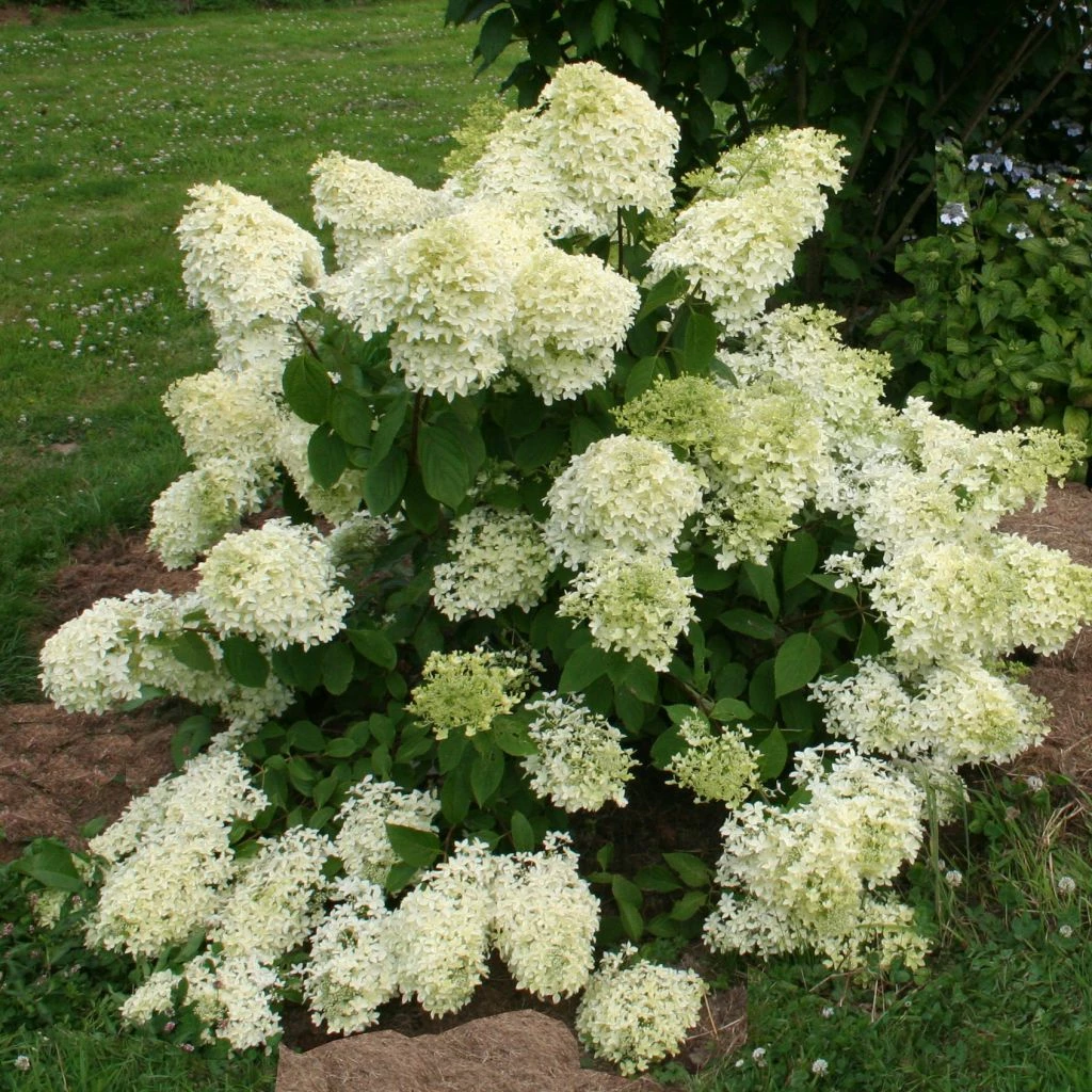 Hydrangea Paniculata Dentelle De Gorron - Hortensia Paniculé 3 Hydrangea Paniculata Dentelle De Gorron - Hortensia Paniculé