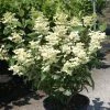 Hydrangea Paniculata Early Sensation - Hortensia Paniculé -Promesse de fleurs Boutique Hydrangea paniculata Early Sensation 7424 2