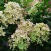 Hydrangea Paniculata Pastelgreen - Hortensia Paniculé -Promesse de fleurs Boutique Hydrangea paniculata Pastelgreen 82575 1