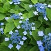 Hortensia Serrata Annie's Blue -Promesse de fleurs Boutique Hydrangea serrata Annie s Blue copyright 87391 1