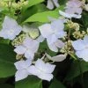 Hortensia - Hydrangea Serrata Blue Deckle