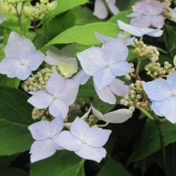 Hortensia - Hydrangea Serrata Blue Deckle