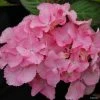 Hortensia - Hydrangea Serrata Cap Sizun -Promesse de fleurs Boutique Hydrangea serrata Cap Sizun 0559002 1 1