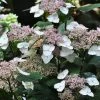 Hortensia - Hydrangea Serrata Intermedia -Promesse de fleurs Boutique Hydrangea serrata Intermedia IF 1006672 1