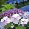 Hortensia - Hydrangea Serrata Klaveren -Promesse de fleurs Boutique Hydrangea serrata Klaveren 67848 1